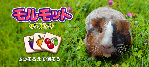 モルモットマッチング